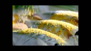 Download lagu Indofood Racik TVC - Fried Fish mp3 Download lagu Indofood Racik TVC - Fried Fish mp3