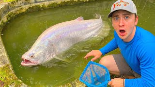 I Caught MONSTER Aquarium Fish in ABANDONED POND!