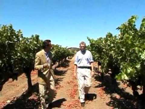 Welcome to Dominus Estate