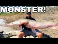 BIGGEST Freshwater FISH CAUGHT In MUDDY RIVER MEGALODON