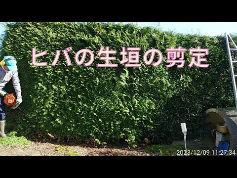 庭のイボタノキの生垣 - 植え付けのヒント、剪定、メンテナンス  庭園