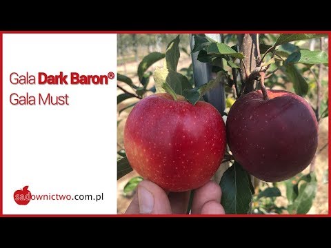 download lagu mp3 mp4 Gala Must Apple, download lagu Gala Must Apple gratis, unduh video klip Gala Must Apple