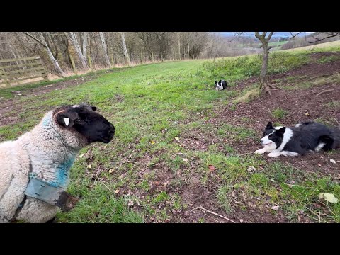 Two crazy dogs catch a massive Ram sheep