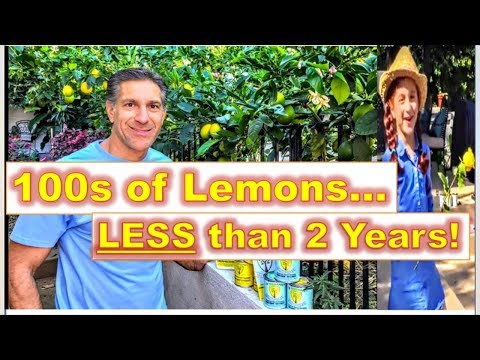 Entrenamiento de cítricos en espaldera | Cientos de limones | Antes y después con Isabelle Rose