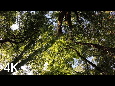 Morning Bursting Through Walnut Grove Canopy (2‑Hour 4K Nature Sounds) 🌳 Day 54