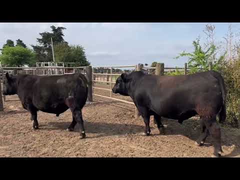 Toros Angus PC a venta