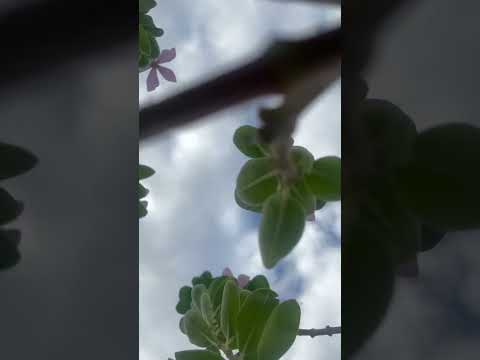 Sky beauty 💙💚 #nature #narojanuvve