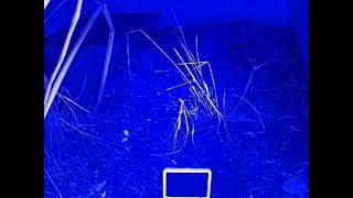 ダルマガエル観察ライブ20251007