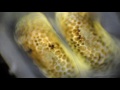 FRONT 242 : speed angels (unofficial video) - Le Phostograft FRONT 242 : speed angels (unofficial video)