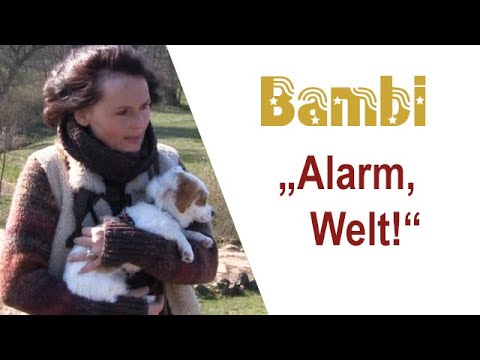 "ALARM, WELT!" -  BAMBI zwischen Angst und Angriffslust von Maja Nowak