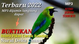 Download lagu Suara pikat cucak Ranting !! cocok untuk para pemikat mp3