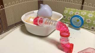 たま子の部屋/雑談しながらお掃除