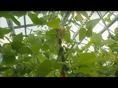 OGM, l'enjeu planétaire - Documentaire choc