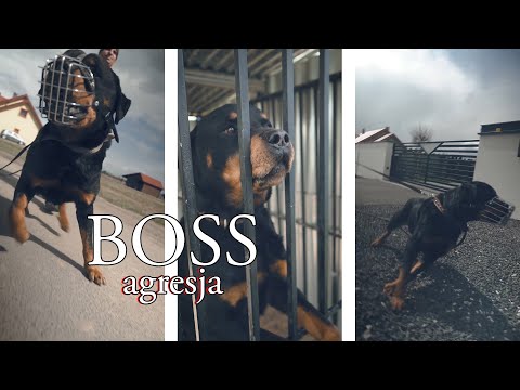 BOSS - AGGRESSION (rottweiler)