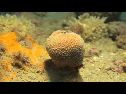 Paguri - belli e simpaticissimi