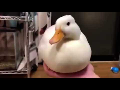 Duck quacks and disappears (duck quack and disappear meme)