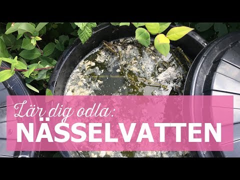 Lär dig odla: Gör eget nässelvatten att gödsla trädgården med