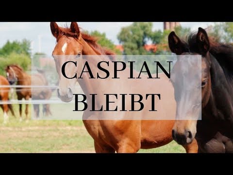 Der Traum vom Fuchsfohlen - Caspian bleibt