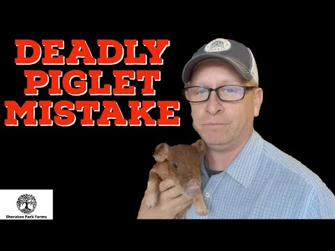 , title : 'THIS Mistake Kills Piglets - Don't Make It On Your Farm!'