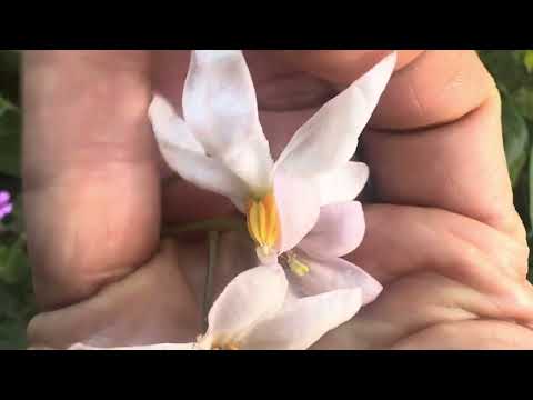 Compare cold hardy tamarillo flower and hybrids.