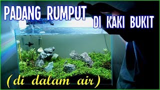 Cara Set Up Aquascape Iwagumi dengan Karpet/Rumput Monte Carlo