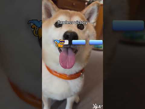WEEKLY INTERNET DOGS   WEEK 21