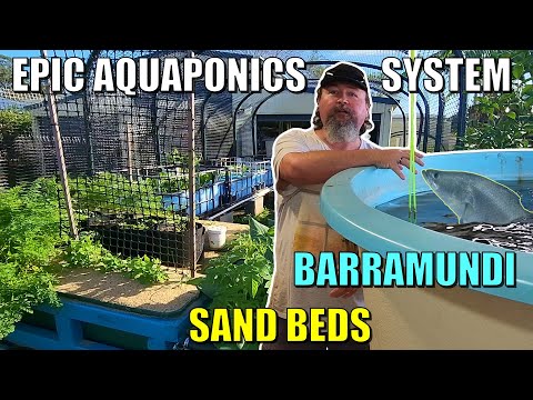 Owen's EPIC Aquaponics System | Sand beds Swamp Beds Barramundi + MORE