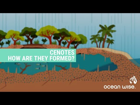 YouTube video about: Are there fish in cenotes?