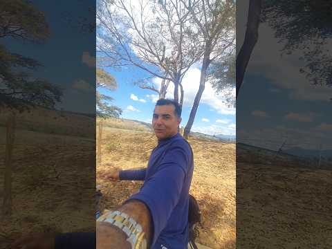 VEJA QUANTAS SEMENTES DO PAU DE ÓLEO  ( FELÍCIO DOS SANTOS MG
