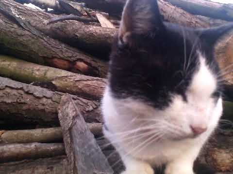 Zakładam kanał i pokazuję mojego kota