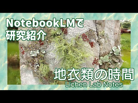 NotebookLMで地衣類研究紹介－ウメノキゴケの菌と藻の進化的関係 (2025年5月)