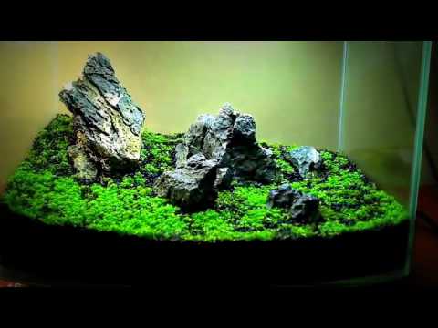 Ultimate Aquascape Plants 2017