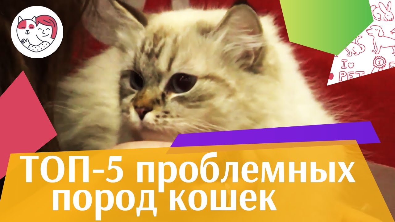 5 самых сложных в уходе пород кошек на ilikepet