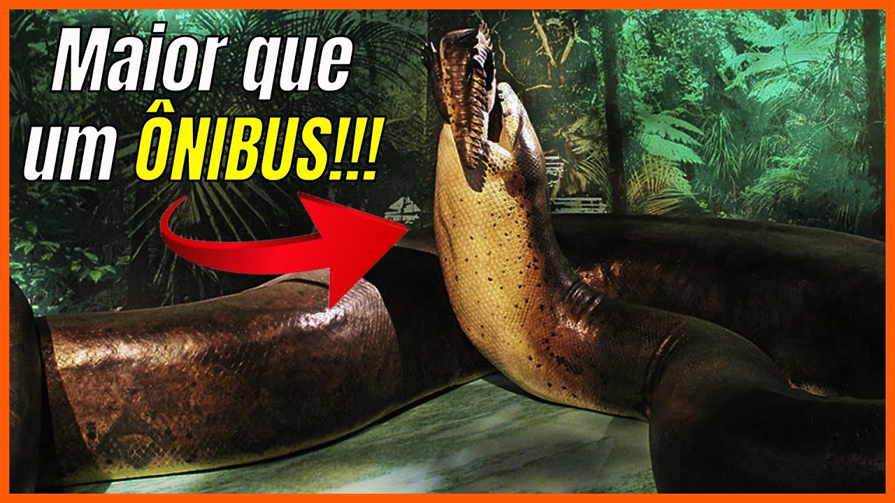 Titanoboa, Gigantophis, Anaconda e Píton: As maiores cobras do mundo! | Feat. @PapodeCobra