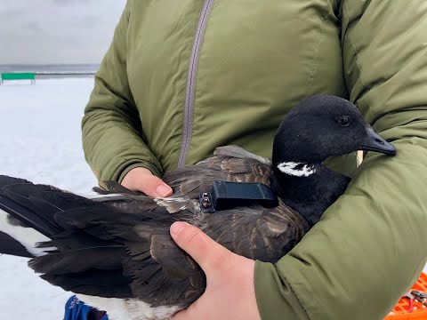 Virtual Winter Waterfowl Program