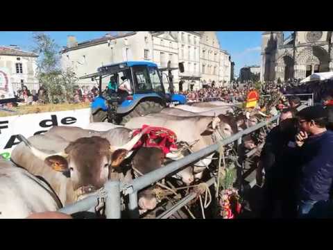 The Bazas Fat Ox Festival 2019. Video Jérôme Jamet / Sud Ouest