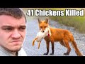 Hunting Down The Fox That Killed All My Chickens