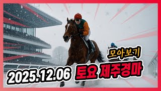 2025년 12월 6일 토요 제주경마 전체경주 모아보기