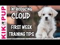 Introducing Cloud the terrier mix! Tips and training in the FIRST WEEK