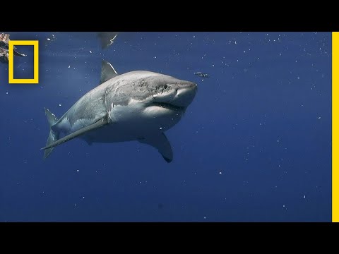 Great White Sharks of Guadalupe Island | Most Wanted Sharks