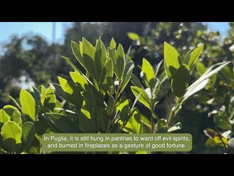 Laurus nobilis SUB ENG