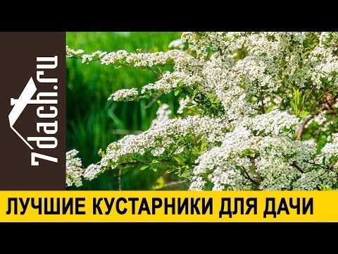 ? Лучшие декоративные кустарники для дачи - 7 дач