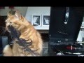 The Andrew Sisters - Jack, Jack, Jack (Cu-Tu-Gu-Ru) Featuring Miss Lucinda Engele, the Ginger Cat