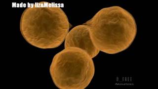 Cells biology
