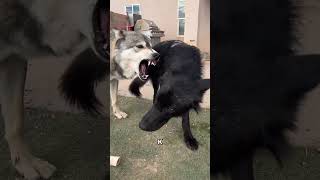 Почему волчья стая отвергнет домашнюю собаку? #dog #wolf