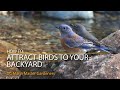 How to Attract Birds to Your Backyard