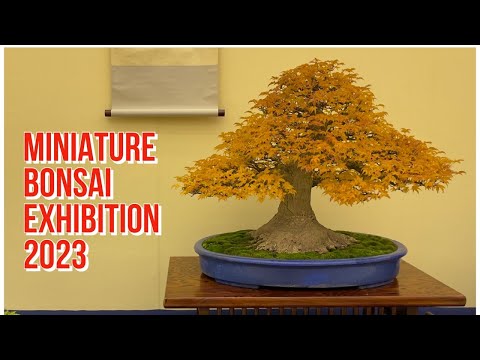 2023 Miniature Shohin Bonsai Exhibition, Kyoto, Japan / 第48回小品盆栽フェア雅風展