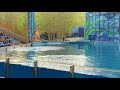 Bolt Pacific White Sided Dolphin Training Session SeaWorld San Antonio