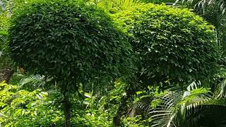 preview picture of video 'Green Kerala Garden'