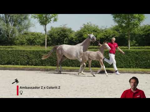 Pink Star Diamond A.S. (Ambassador Z x Colorit Z).